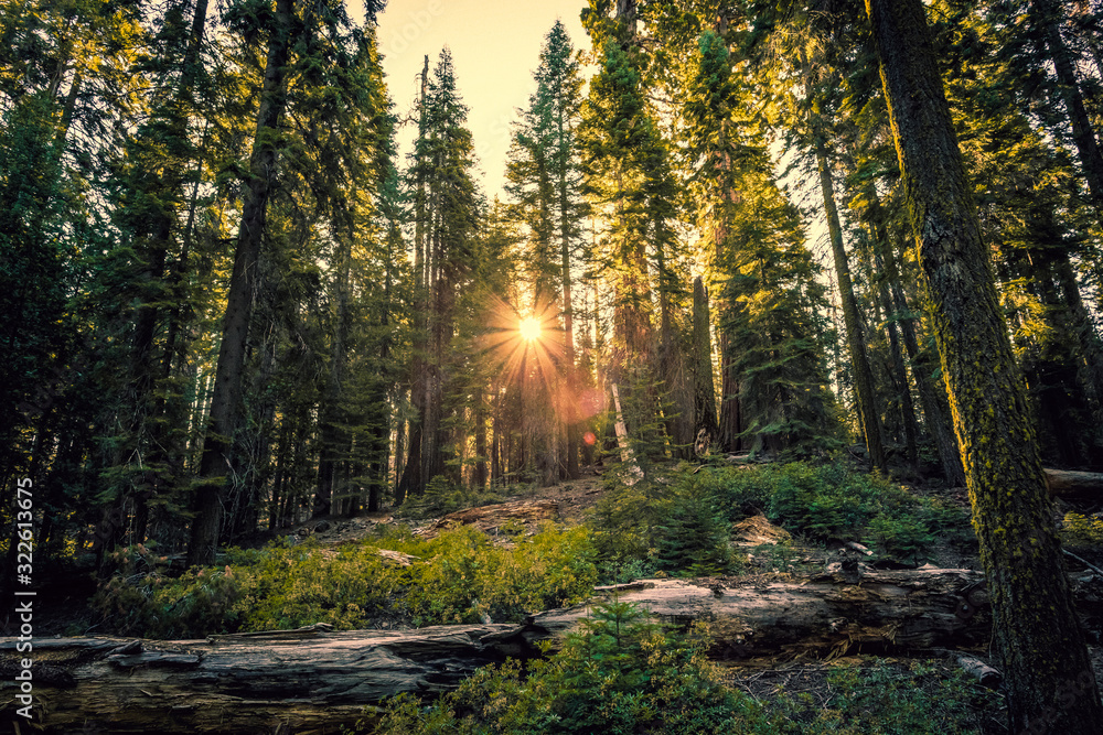 Obraz premium Sunrise in the Sequoia Forest, Yosemite National Park,