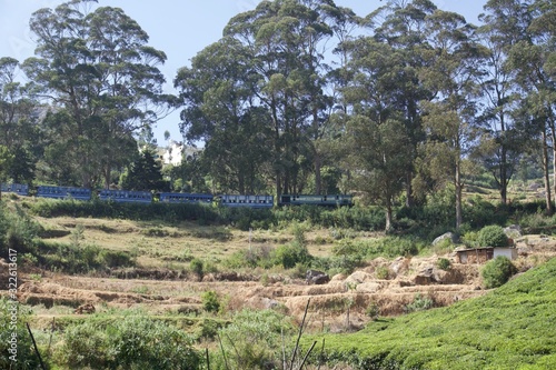 Forest train 