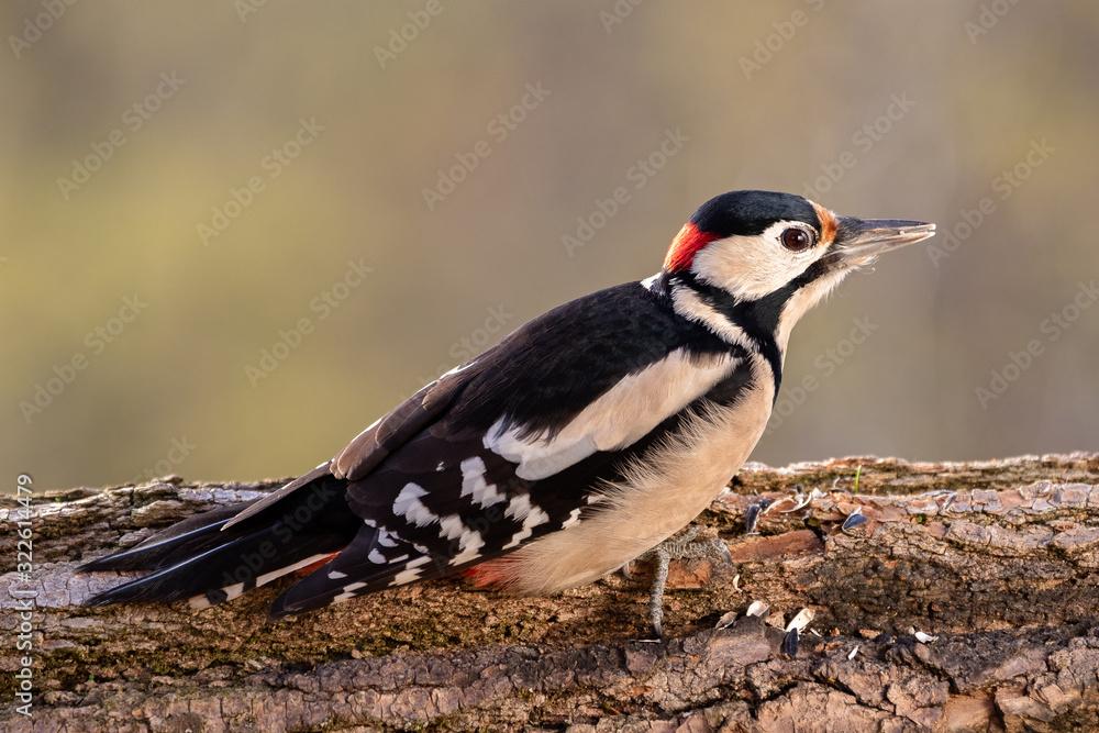 Great Spotted Woodpecker