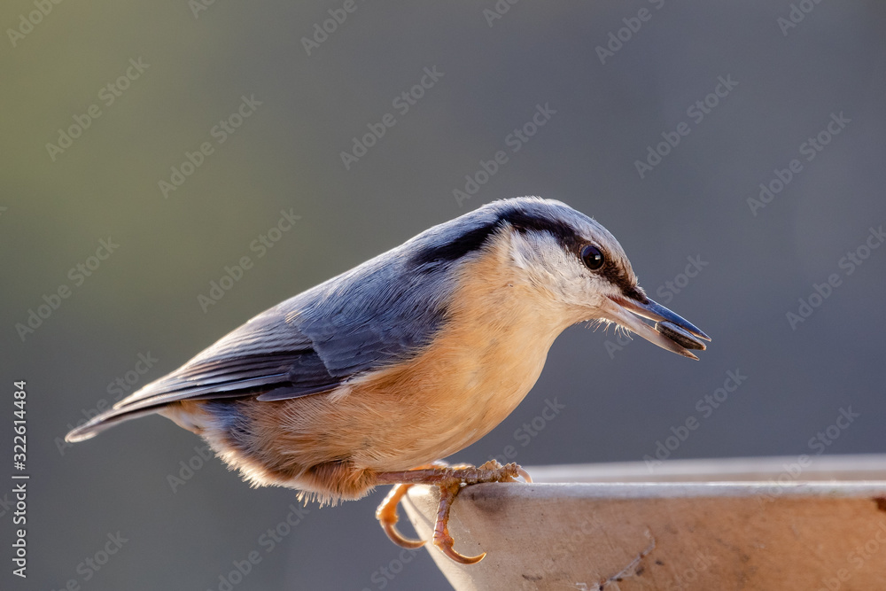 Nuthatch