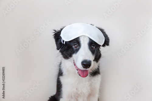 Do not disturb me, let me sleep. Funny cute smilling puppy dog border collie with sleeping eye mask isolated on white background. Rest, good night, siesta, insomnia, relaxation, tired, travel concept.