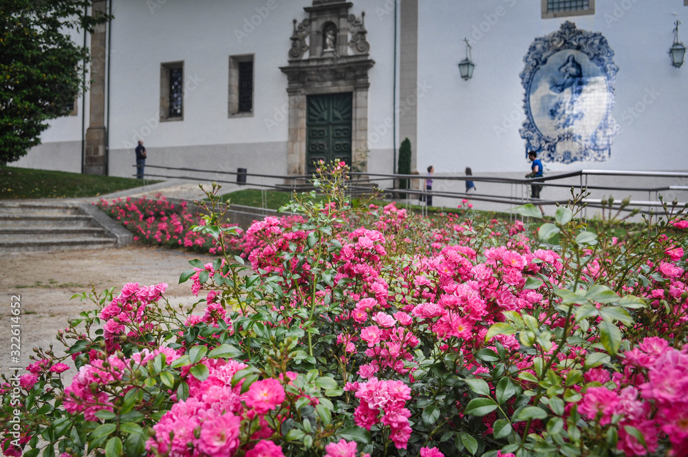 Pink flowers, roses on the background of a house with a white facade and tiles azulejos. Guimaraes. Portugal