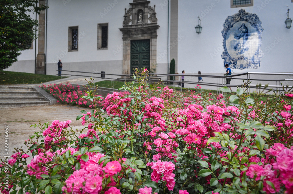 Pink flowers, roses on the background of a house with a white facade and tiles azulejos. Guimaraes. Portugal Pink flowers, roses on the background of a house with a white facade and tiles azulejos. Guimaraes. Portugal
