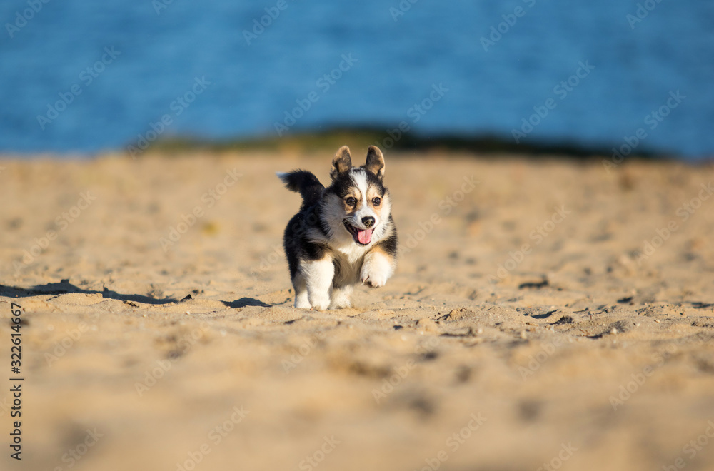 welsh corgi puppy on a sandy beach