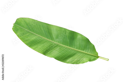 Banana leaves isolated on white background.