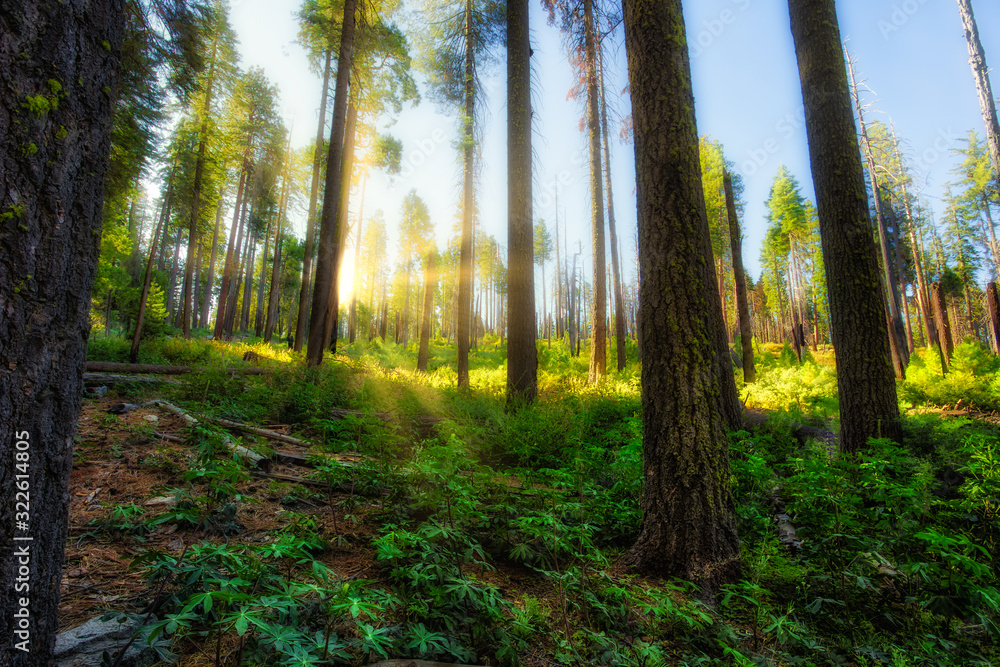 Fototapeta premium Forest of Sequoias, Park Narodowy Yosemite, Kalifornia