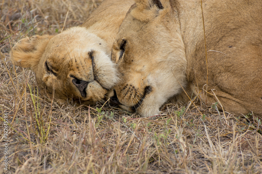 Obraz premium Portrait of a pair of lionesses (Panthera leo) taken in gthe Timbavati Reserve, South Africa