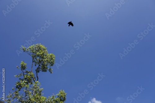 bird in flight © karthikeyan