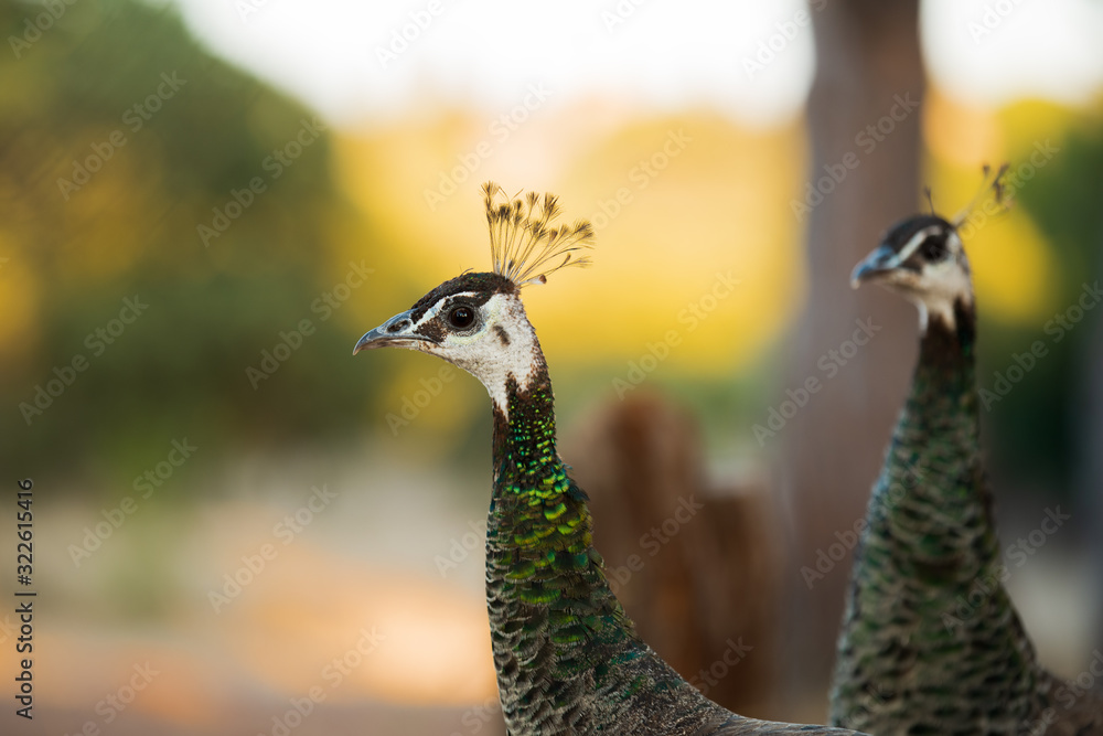 Beautiful portrait of an adult peacock mom in the wild. Beautiful portrait of an adult peacock mom in the wild.