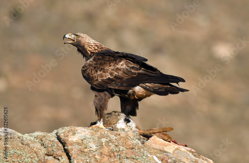 Aguila reala en la sierra con una presa