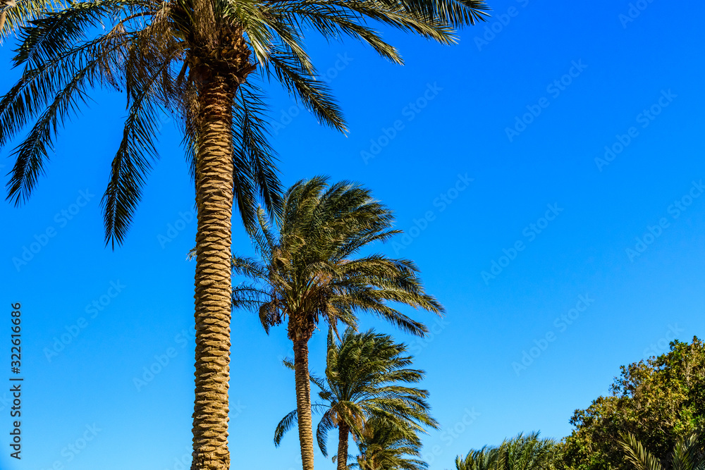 Fototapeta premium Green date palm trees against the blue sky