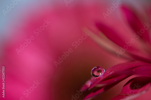 Water droplet with refraction on soft purple and violet daisy flower petals macro selective focus abstract background 