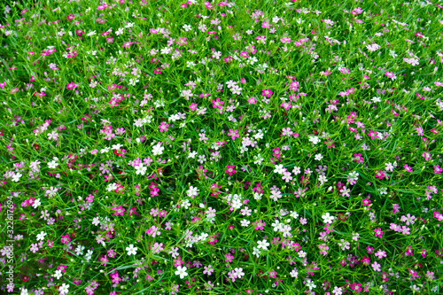 Bush of pink and red Gypsophila flower at the garden,Beautiful gypsiphila flower for background