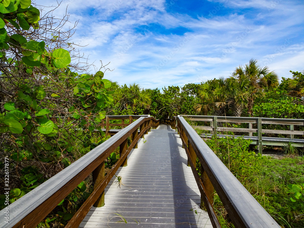 wooden bridge in a green tropical forest, sunny day and blue sky