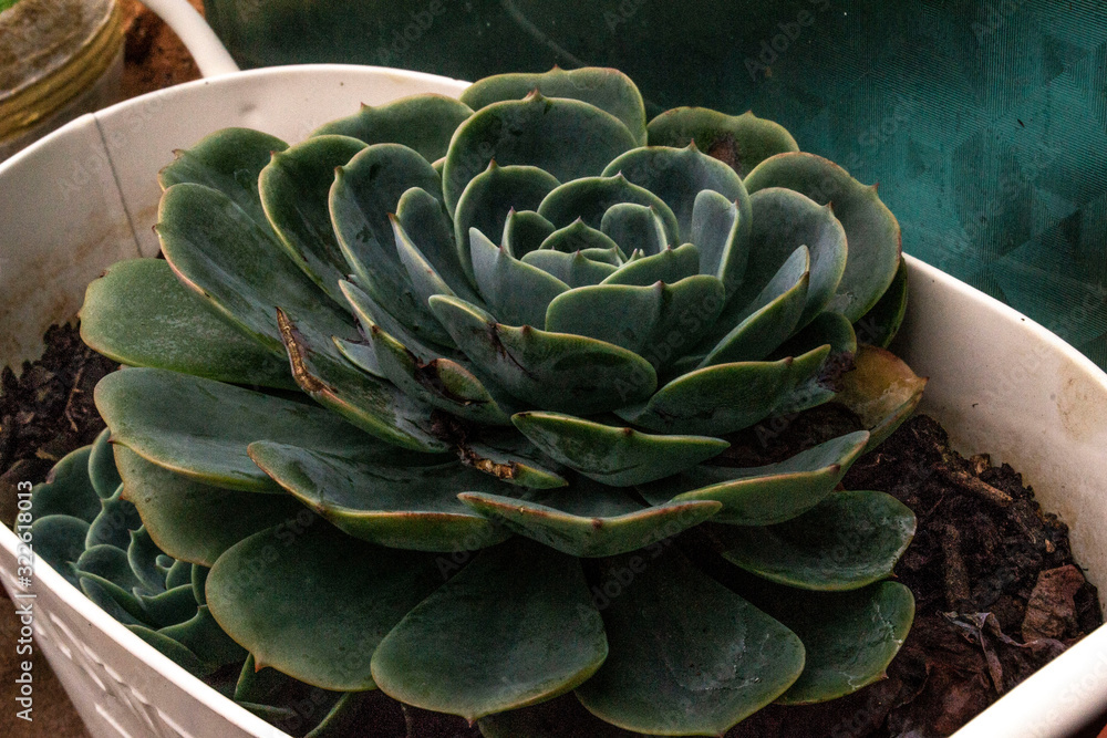 green suculenta on small bucket green suculenta on small bucket