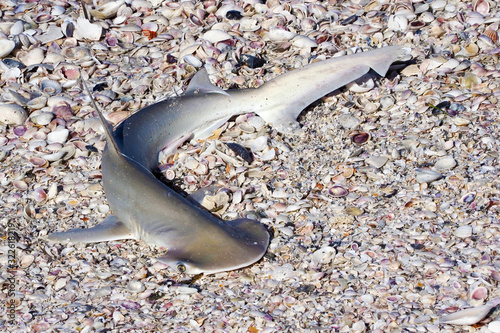 Bonnethead Shark (Sphyrna tiburo) laying on  St. Pete Beach, Florida waiting to be cataloged and released.