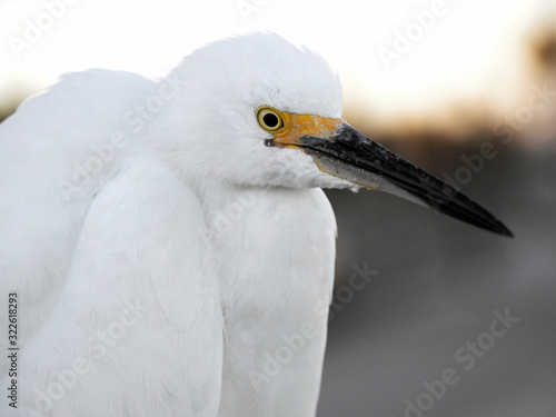 Snowy Egret (Egretta thula) head and shoulders close up. © geraldmarella