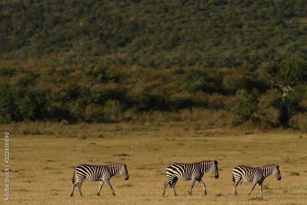 Naklejka premium Zebra, zebras in the wilderness of Africa