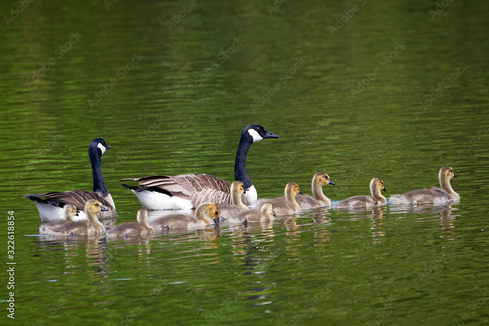 Canada Geese with Chicks ( Branta Canadensis ) in River	