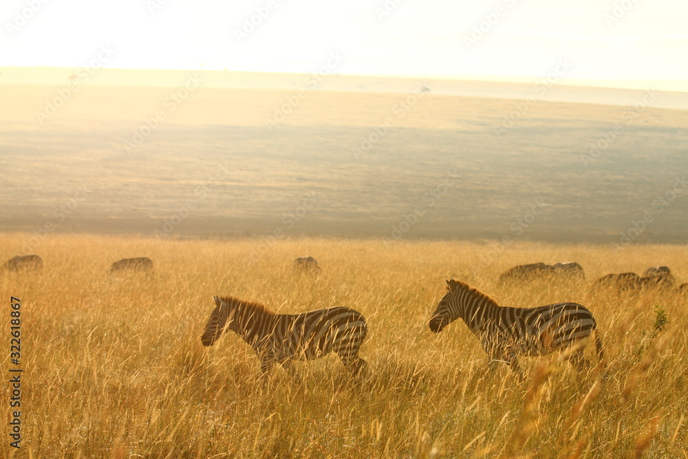 Fototapeta premium Zebra, zebras in the wilderness of Africa