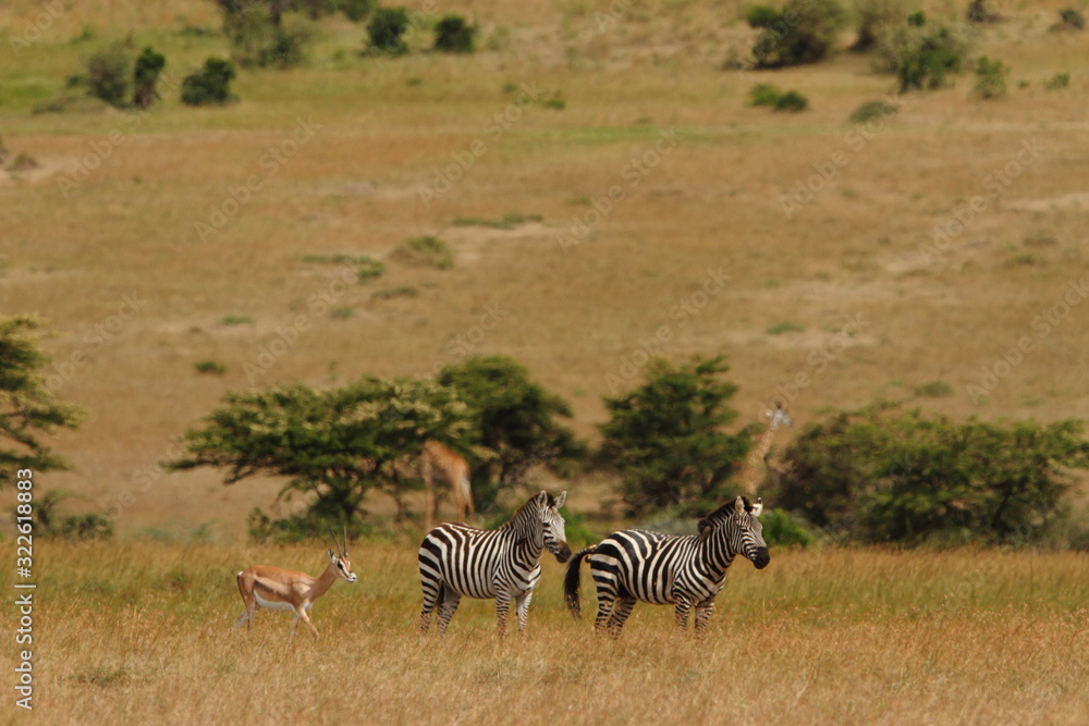 Obraz premium Zebra, zebras in the wilderness of Africa