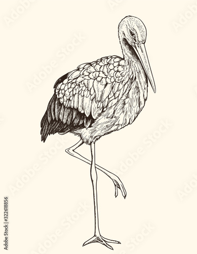 Hand drawn illustration of white stork.