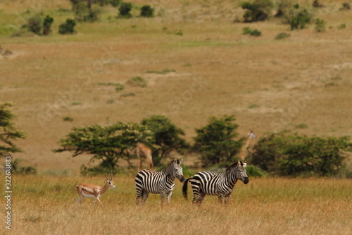 Zebra  zebras in the wilderness of Africa