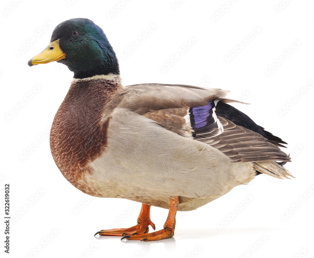 Obraz premium One wild duck.