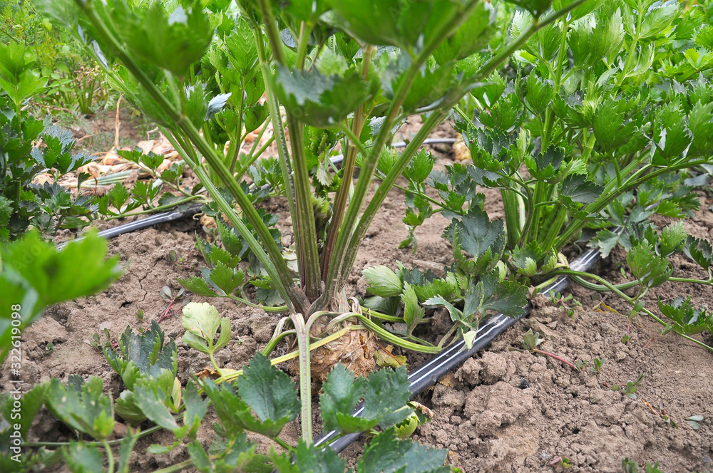 Celery grows in soil with drip irrigation Celery grows in soil with drip irrigation