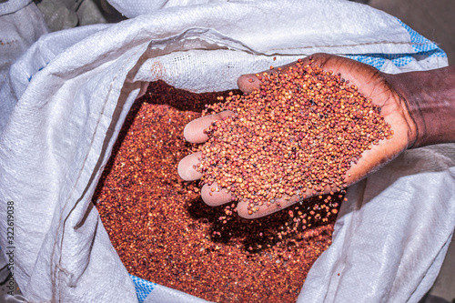 Sorghum bicolor plant harvested and drying in white sacks with scale weighing the food, Uganda, Africa