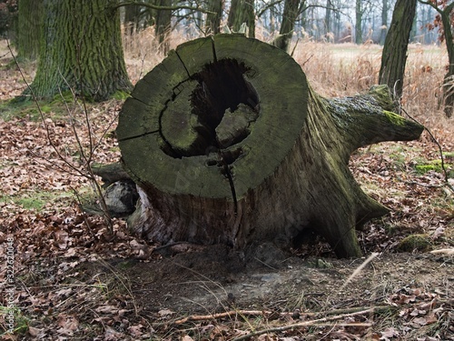 Decaying rotten uprooted oak stump