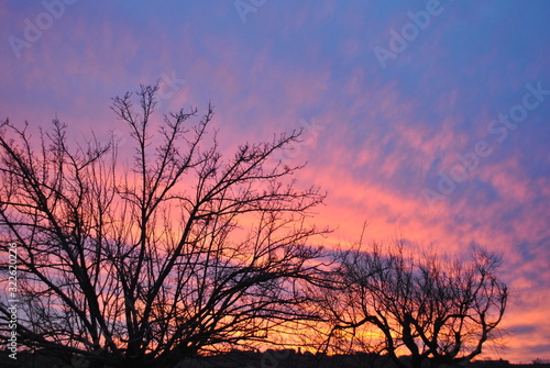Branches of a tree with the sunset in the background © Agnese