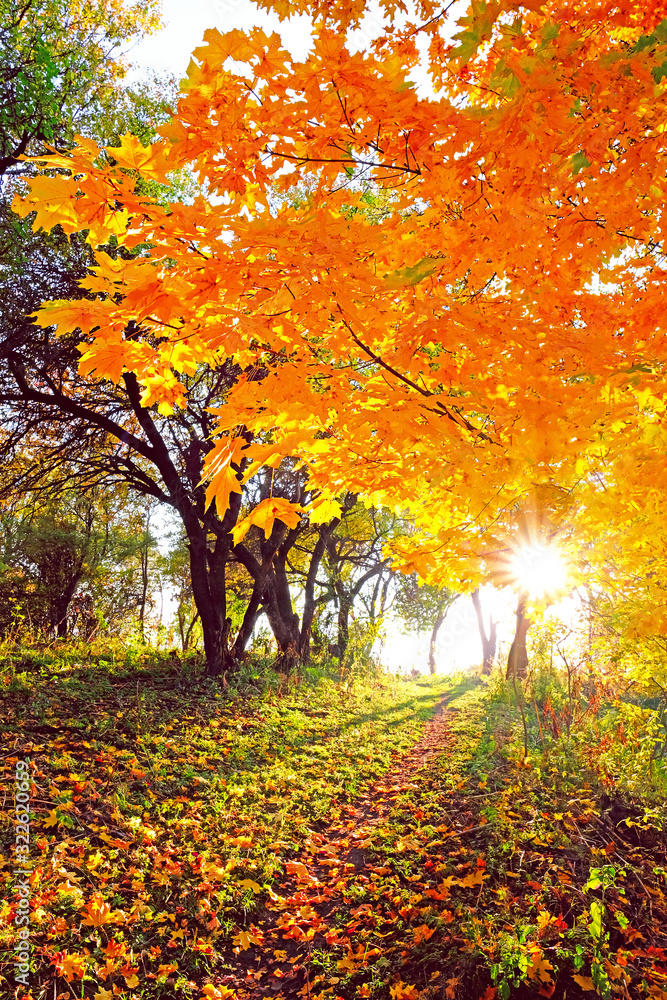 Branches of bright autumn tree over a trail in the mountains in the rays of sunset sun