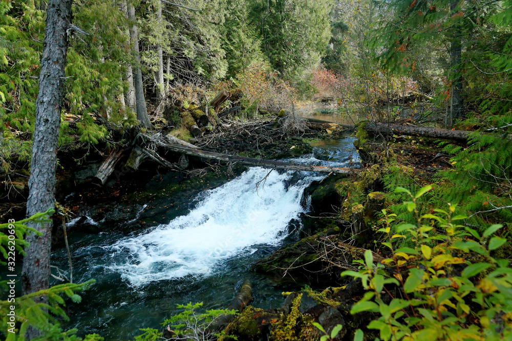 Stream with rapids deep in a forest Stream with rapids deep in a forest