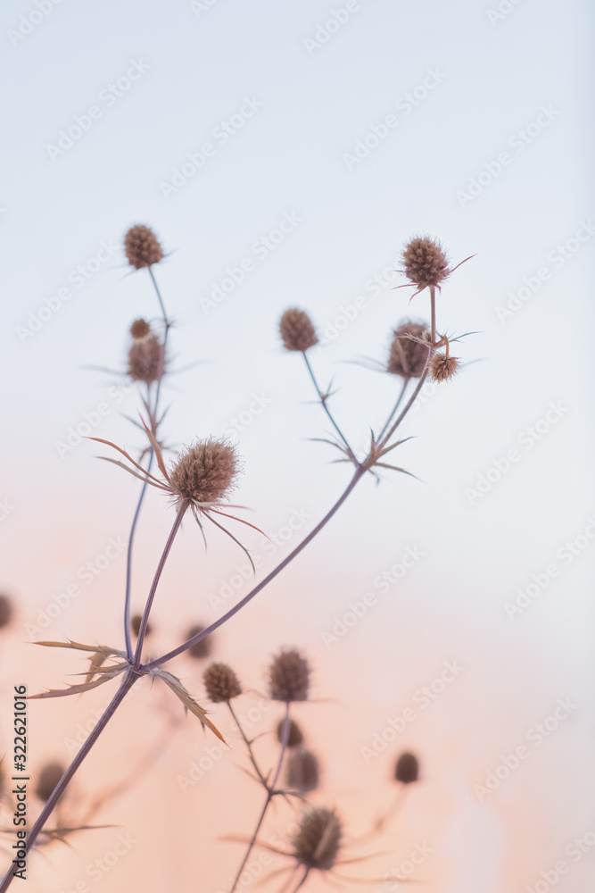 Beautiful still life against the sun. Dry field flowers in tender pastel backdrop Beautiful still life against the sun. Dry field flowers in tender pastel backdrop