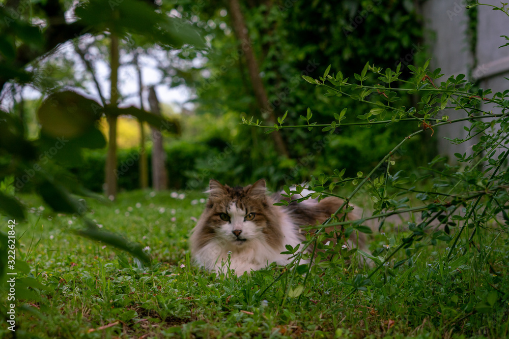 Obraz premium Cats in country garden