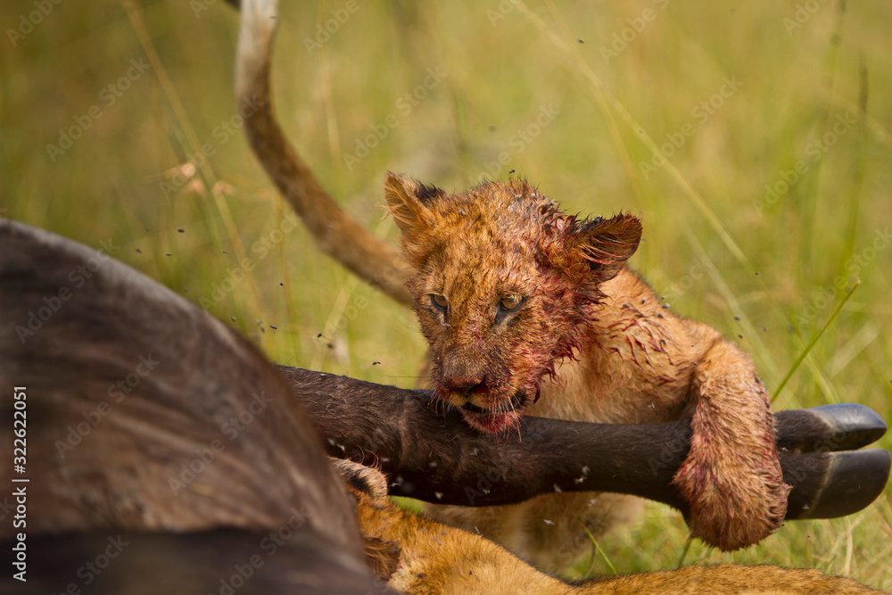 Lion hunt buffalo, lion kill buffalo, bloody lion hunt, lion hunt Stock  Photo | Adobe Stock