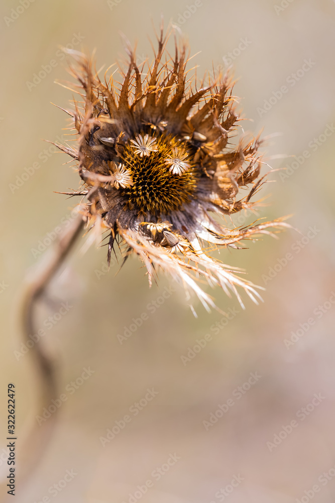 Macro of brown wild flower seeds with detail and texture Macro of brown wild flower seeds with detail and texture