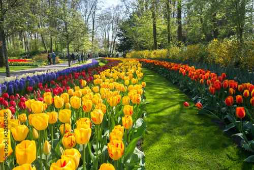 Fototapeta Naklejka Na Ścianę i Meble -  blooming flowers in the largest Keukenhof park in the Netherland