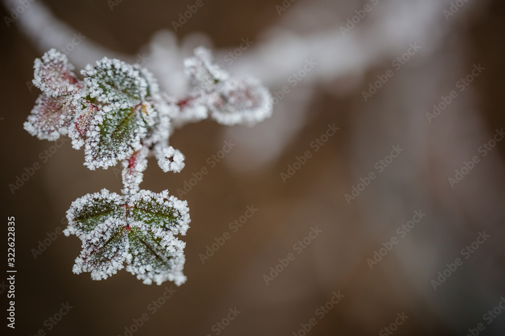 Macro of frost-covered branches in winter Macro of frost-covered branches in winter