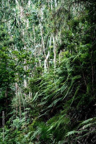 ferns in the forest poster photo