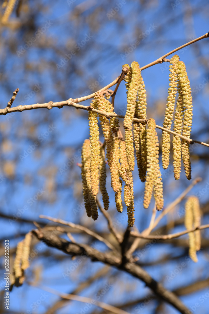 Orange fringes of hazel flowers on branches without leaves Orange fringes of hazel flowers on branches without leaves