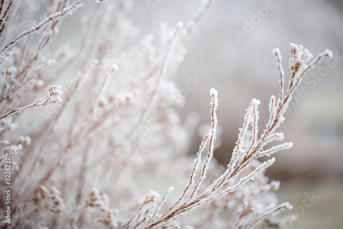 Macro of frost-covered winter bushes