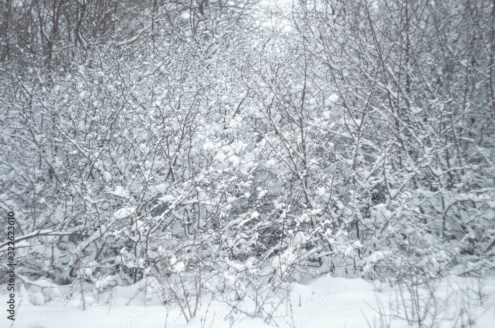 Wild beauty of the winter nature of rural Russian remote places. Bushes shrubs and tree branches in the snow Wild beauty of the winter nature of rural Russian remote places. Bushes shrubs and tree branches in the snow