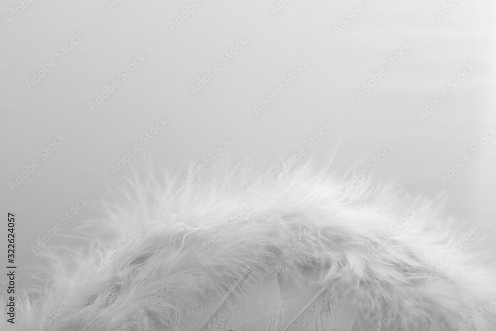 Wings with white feathers on white background Wings with white feathers on white background