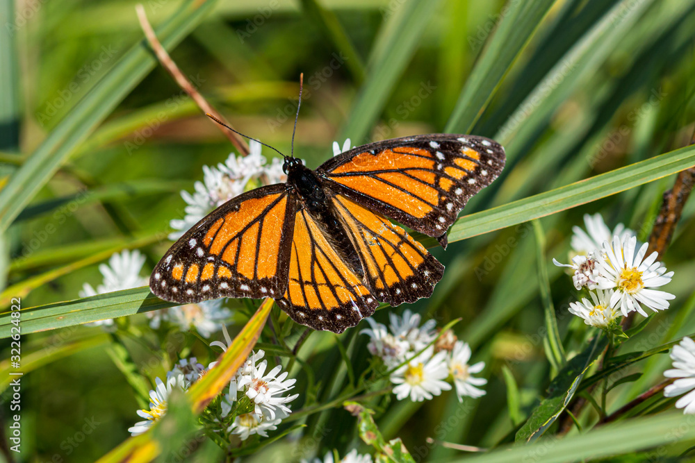 Fototapeta premium Monarcha, Danaus plexippus, z uszkodzonymi skrzydłami spoczywającymi na białych kwiatach. Motyl Milkweed jest również nazywany Black Veined Brown, Common Tiger & Wanderer. To stanowy owad z IL AL, MN, ID, WV i TX