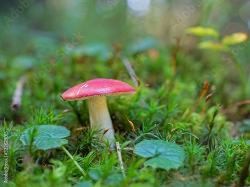 Photography Russula emetica, commonly known as the sickener, emetic russula, or vomiting russula, is a basidiomycete mushroom