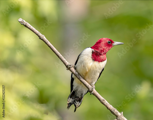 A beautiful red-headed woodpecker perched on a tree limb.