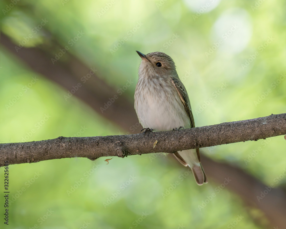 The spotted flycatcher (Muscicapa striata) is a small passerine bird in the Old World flycatcher family.