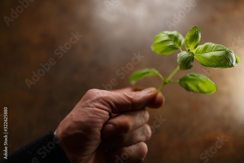 Hand hält Basilikum Pflanze